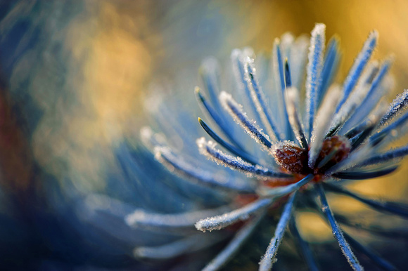 Frosted Blue Spruce